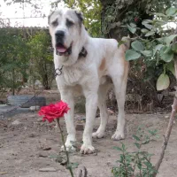 سگ آلابای روس|سگ|گنبد کاووس, |دیوار