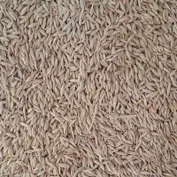 فروش جو بصورت عمده