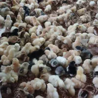 جوجه محلی چهار روزه