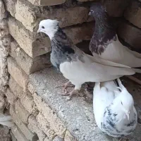 فروش چند جفت طوقی کرمانشاهی|پرنده|سمیرم, |دیوار