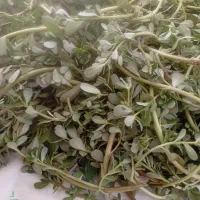 خرفه تازه