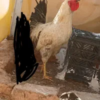 فروش مرغ خروس فوری|حیوانات مزرعه|مسجد سلیمان, |دیوار