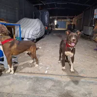 سگ قدرجونی سرخ