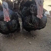 تخم نطفه دار بوقلمون بوربرون و بزنر|حیوانات مزرعه|ورامین, خیر آباد|دیوار