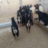 بز غاله  پروار