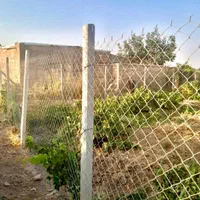 ۱۰۰۰ متر باغ انگور بارده در تاکستان|فروش دفتر صنعتی، کشاورزی، تجاری|کرج, عظیمیه|دیوار