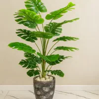 کنتیا و انجیری