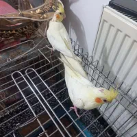 عروس هلندی جوجه