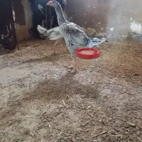 جوجه لاری طوس|حیوانات مزرعه|گالیکش, |دیوار