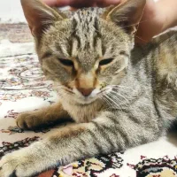 گربه خانگی|گربه|سنندج, |دیوار