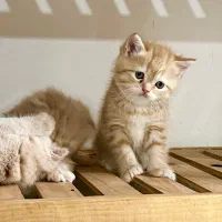 گربه بریتیش