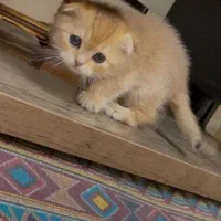 گربه اسکاتیش