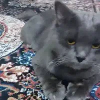 فروشگاه حیوانات خانگی آراز|سگ|مشگین شهر, |دیوار