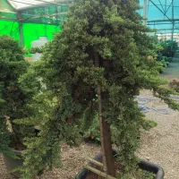 فروش انواع کاج ب قیمت تولید|خدمات باغبانی و درختکاری|صوفیان, |دیوار