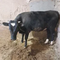 گوساله نر به قیمت روز