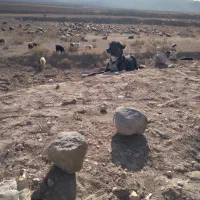 دل به شرط میدم گوسفندی