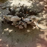 جوجه اردک وخروس محلی