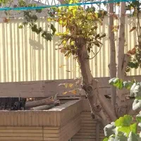 تخته برای بنایی