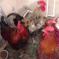 خروس محلی چاق