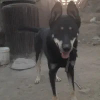 سگ گرگی.اگهی توضیحات داره رایگان