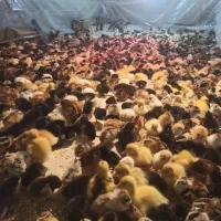 جوجه گلپایگان اصلاح نژاد و جهادی