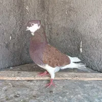 کفتر کبوتر
