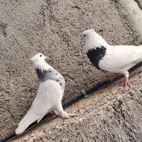 طوقی|پرنده|زنجان, |دیوار