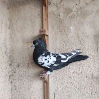 سینه کله|پرنده|مشهد, خین عرب|دیوار