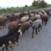 بره‌نر‌آماده‌پروار