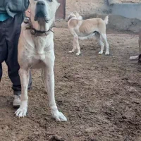 سگ خراسانی|سگ|نیشابور, مازول|دیوار