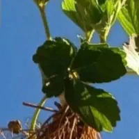 نهال توت فرهنگی سابرینا