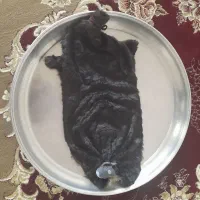 خیگ آماده روغن ۷ کیلوی|صنایع دستی و سایر لوازم تزئینی|ایذه, |دیوار