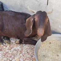 مبلغ 28میلیون|حیوانات مزرعه|ایذه, |دیوار