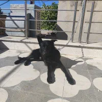 بلک ژرمن ورک|سگ|شیراز, چوگیاه‎|دیوار