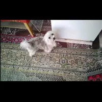 سگ سایز ریز