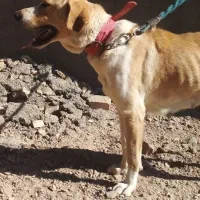 ماده سگ|سگ|سلفچگان, |دیوار