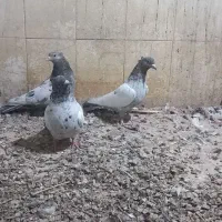 کبوتر سینه سار و سار دمسفید