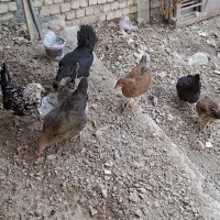 مرغ و جوجه|حیوانات مزرعه|اصفهان, باغ گلها|دیوار