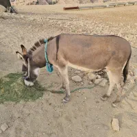 الاغ نر جوان