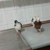 کفتر دمبی طوقی ساده|پرنده|تربت جام, مطهری|دیوار