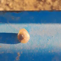 سنگ داخل سنگ زیبا|کلکسیون اشیاء عتیقه|رفسنجان, |دیوار