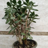 گل یشم وخرفه