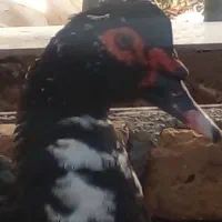 مرغابی  موسکویی بسیار ساکتو وزن گیر|حیوانات مزرعه|کاشمر, |دیوار