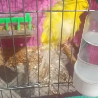 قناری فر|پرنده|بندر انزلی, بشمن|دیوار