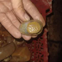 سنگ و مهره|جواهرات|ایذه, |دیوار