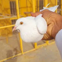 کبوتر پاکستانی