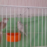 قناری کاکولی