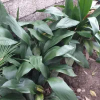 فروش برگ هاوایی و برگ سیکاس مخصوص گل فروش ها|گل و گیاه طبیعی|رامسر, |دیوار