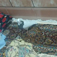 زویه‌روبروی‌کوروش|پرنده|اهواز, کوی شایسته|دیوار
