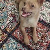 سگ پامری|سگ|سربیشه, |دیوار